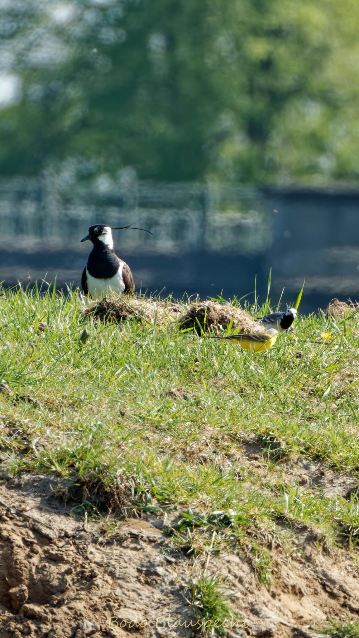 AviFauna   Steveraue   2020.04.17 15.11 10 HQ